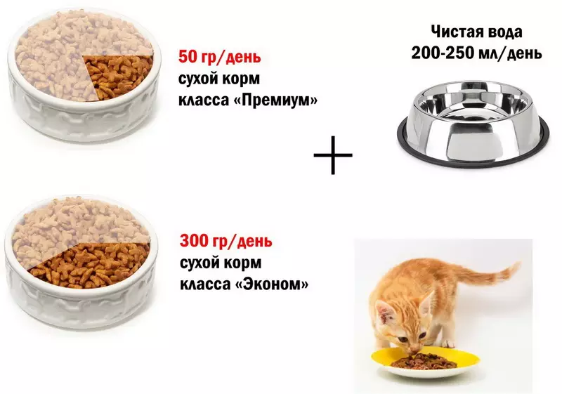 Co sprawia, że ​​jedzenie dla kotów? Analiza kompozycji paszowej kotów. Co to jest tauryna? Dlaczego potrzebujesz popiołu i kurczaka? 11856_36