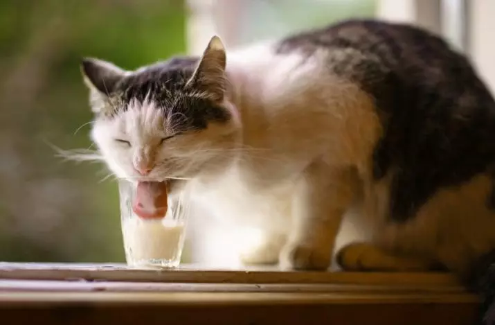Is het mogelijk om melk te katten? Waarom kan geen katten en kattenmelk krijgen na sterilisatie en castreerders? Is het mogelijk Droge melkkittens en volwassenen? Waarom houden de katten van melk? 11859_2