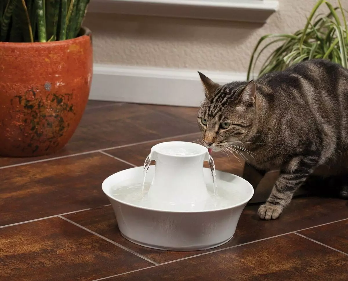 Berapa banyak makanan kering untuk diberikan kucing? Berapa banyak gram per hari perlu makan kucing? Tingkat makan harian di atas meja 11860_13