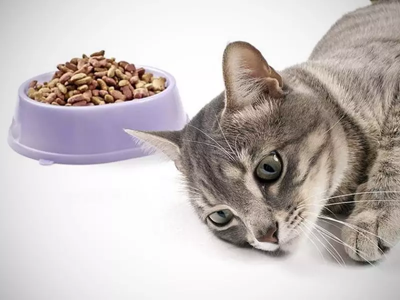 ¿Cuánto es la comida seca para dar un gato? ¿Cuántos gramos por día necesitan comer un gato? Tasas de alimentación diarias en la tabla. 11860_14