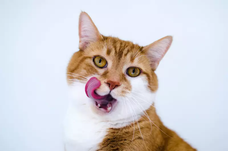 Berapa banyak makanan kering untuk diberikan kucing? Berapa banyak gram per hari perlu makan kucing? Tingkat makan harian di atas meja 11860_16
