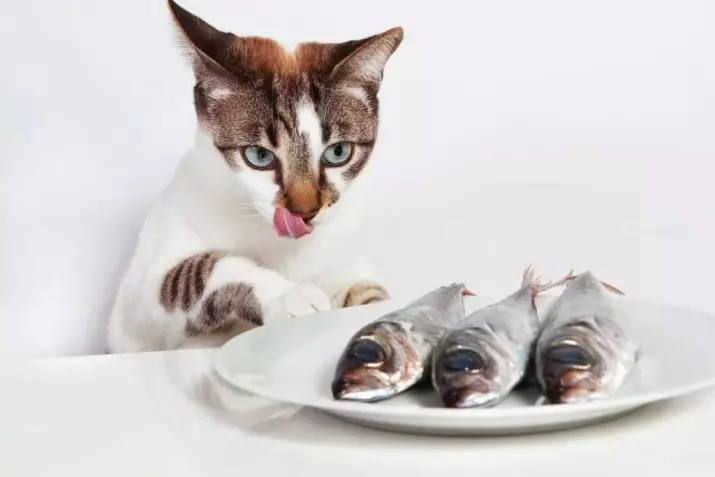 Quanto costa il cibo secco dare un gatto? Quanti grammi al giorno devi mangiare un gatto? Tassi di alimentazione giornaliera sul tavolo 11860_17