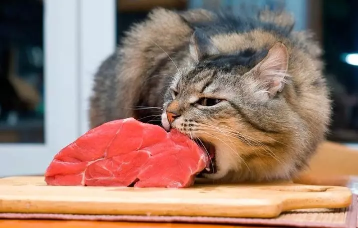 האם חתול יכול להאכיל בשר גולמי? האם אני יכול להאכיל את חזיר החתול, עוף ובשר? איזה בשר לא רצוי ואשר הוא בלתי אפשרי באופן מוחלט? 11862_2