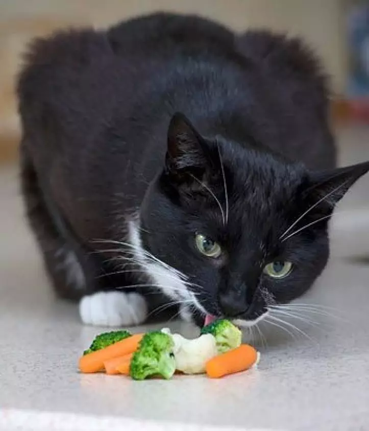 Jak odeplat kočku z krmiva? Metody překladových koček s suchým a mokrým jídlem na domácí potraviny 11864_10