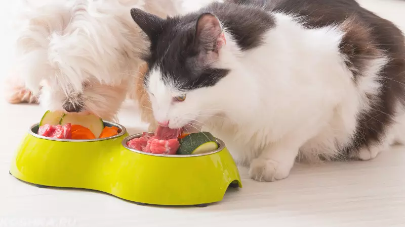 Πώς να στείλετε μια γάτα από τη ζωοτροφή; Μέθοδοι για τη μετάφραση γάτες με ξηρό και υγρό φαγητό στο σπίτι 11864_11