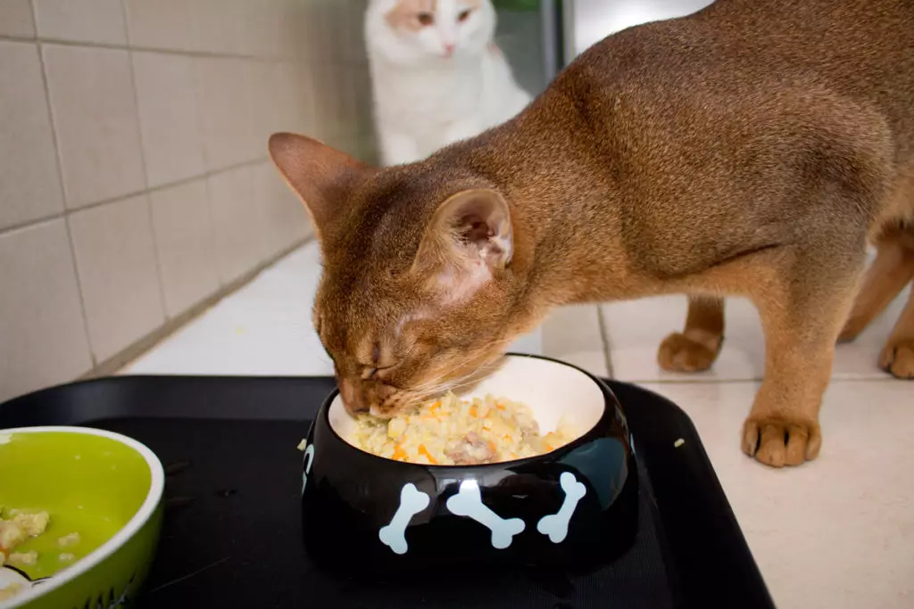 كيفية فطم قطة من الأعلاف؟ طرق للقطط الترجمة مع المواد الغذائية الجافة والرطبة على الغذاء المنزل 11864_15