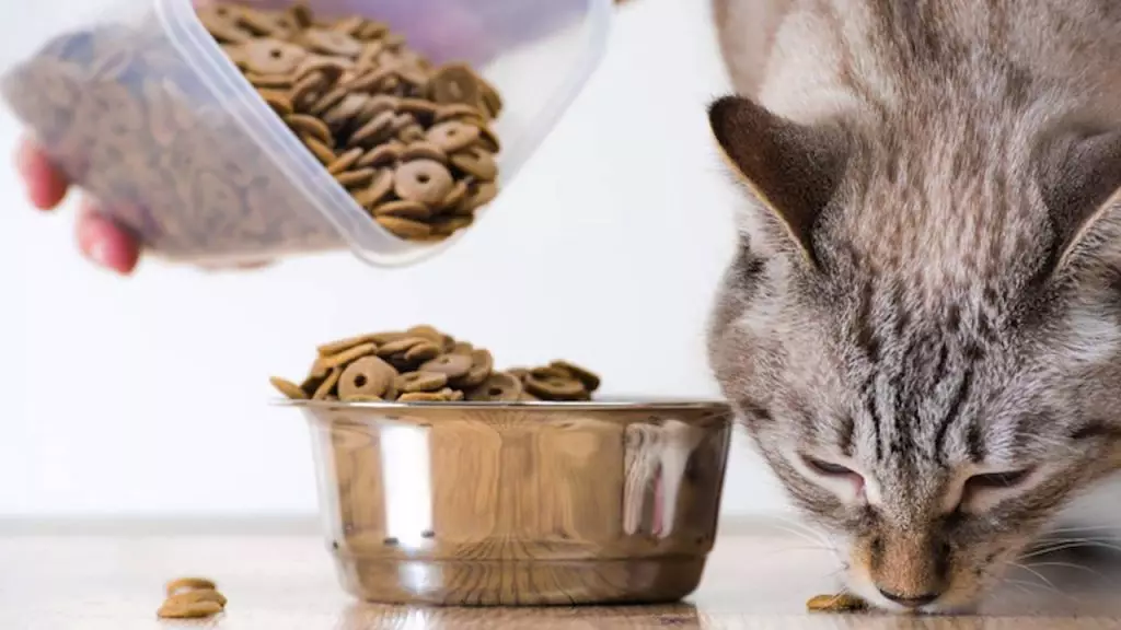 Yeminden bir kedi nasıl doldurulur? Evde kuru ve ıslak yiyecek ile çeviri kedileri için yöntemler 11864_2