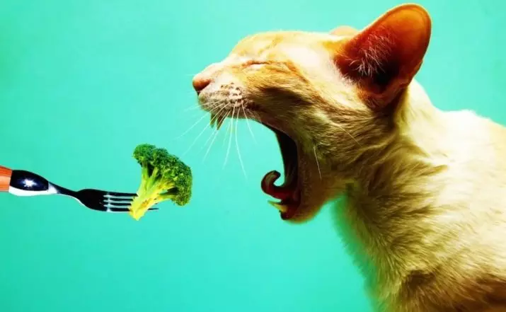 फ़ीड से एक बिल्ली को कैसे रोका जाए? होम फूड पर सूखे और गीले भोजन के साथ अनुवाद बिल्लियों के लिए तरीके 11864_21