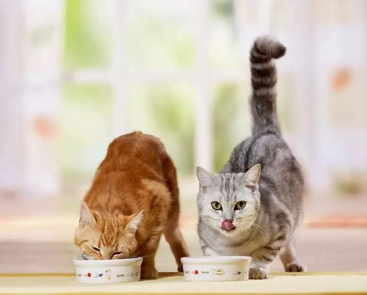 Hoe een kat te spenen uit feed? Methoden voor vertaalkatten met droog en nat voedsel op thuisvoeding 11864_5