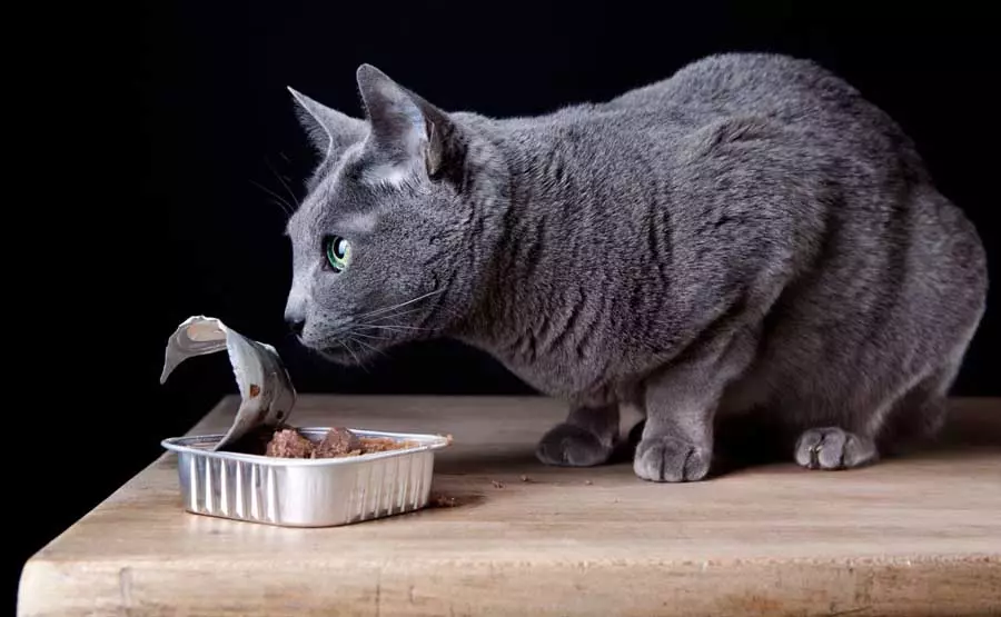 Bagaimana untuk merapikan kucing dari suapan? Kaedah untuk kucing terjemahan dengan makanan kering dan basah di rumah makanan 11864_8