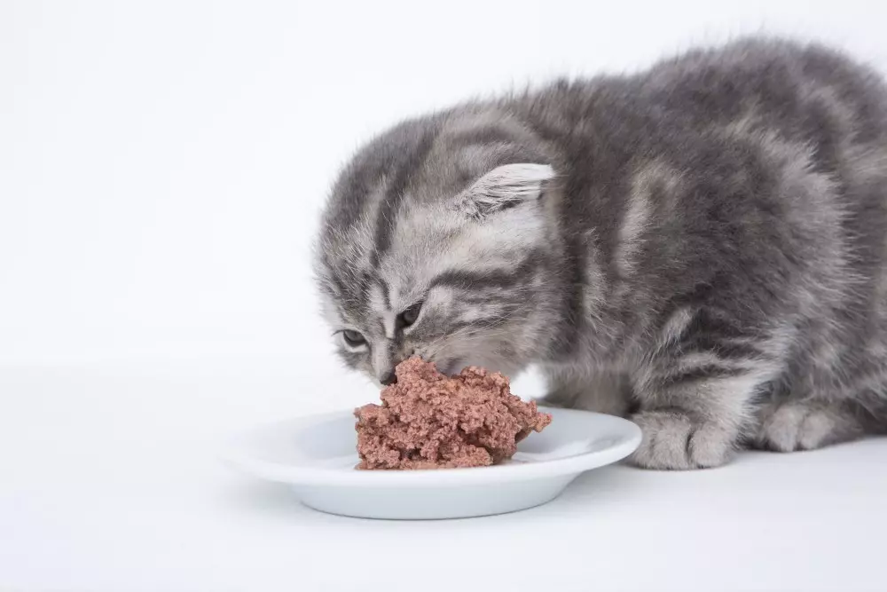 كيفية فطم قطة من الأعلاف؟ طرق للقطط الترجمة مع المواد الغذائية الجافة والرطبة على الغذاء المنزل 11864_9