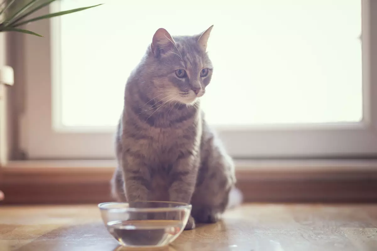 Er det mulig å mate katten bare tørr mat? Hva om katten spiser bare tørr mat? Er det normalt? Mening veterinær 11867_11