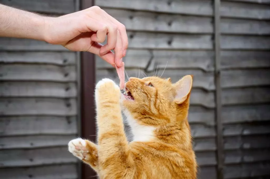 Ar galima maitinti katę tik sausu pašaru? Ką daryti, jei katė valgo tik sausą maistą? Ar tai normalu? Nuomonė Veterinarai 11867_13
