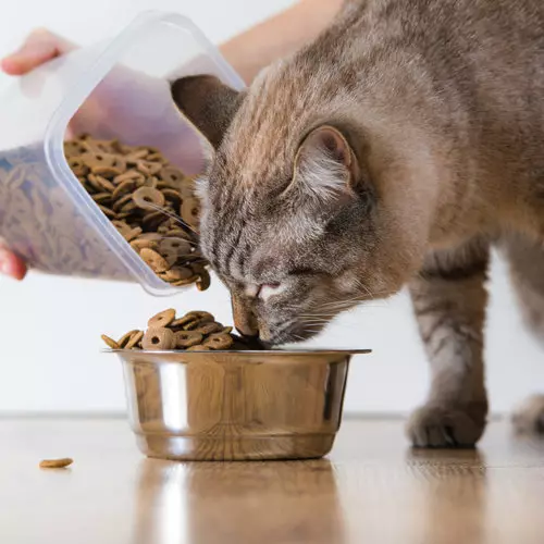 Er det mulig å mate katten bare tørr mat? Hva om katten spiser bare tørr mat? Er det normalt? Mening veterinær 11867_15