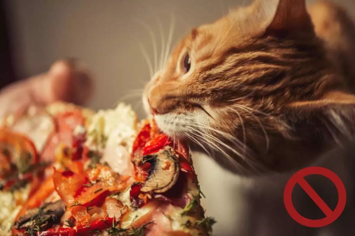 آیا می توان خوراک گربه را فقط خوراک خشک تغذیه کرد؟ اگر گربه فقط غذای خشک را بخورد، چه؟ آیا این طبیعی است؟ نظر دامپزشک 11867_21