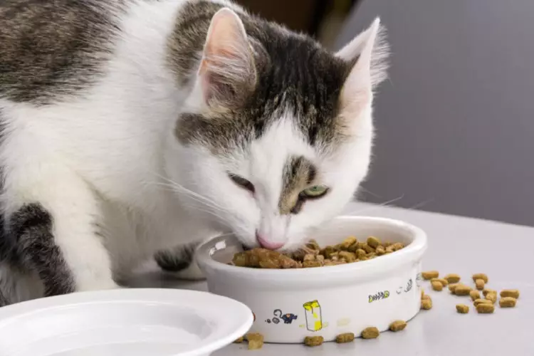Ar galima maitinti katę tik sausu pašaru? Ką daryti, jei katė valgo tik sausą maistą? Ar tai normalu? Nuomonė Veterinarai 11867_22
