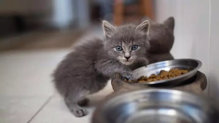 Comment enseigner un chaton pour sécher la poupe? Et s'il ne mange pas de nourriture? Pourquoi le chaton veut-il manger de la nourriture sèche? 11870_10