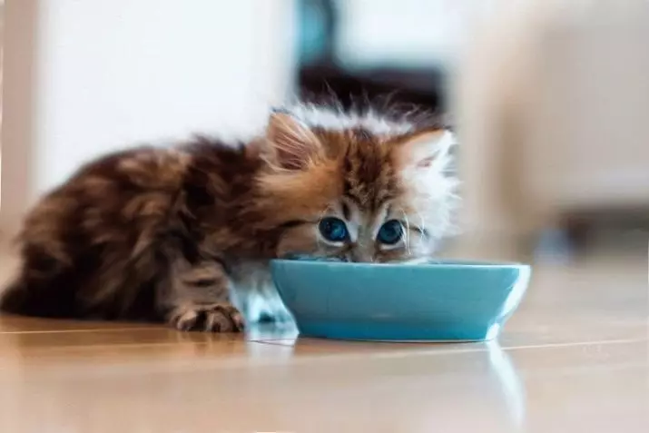 Ինչպես սովորեցնել մի kitten չորացնել խստությունը: Ինչ անել, եթե նա սնունդ չի ուտում: Ինչու է կատուն ուզում ուտել չոր սնունդ: 11870_24