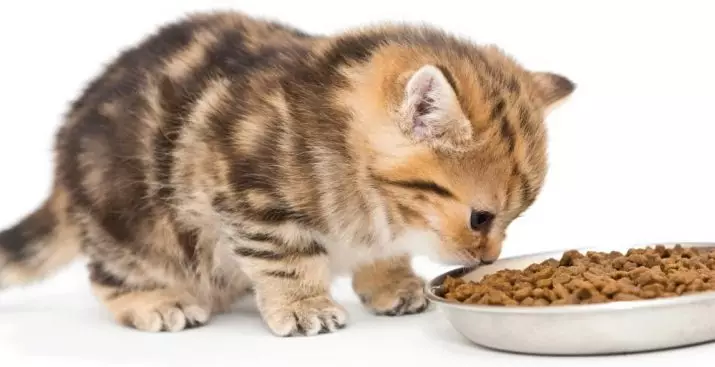 Hogyan tanultak egy cica-t, hogy szárítsa meg a Stern-t? Mi van, ha nem eszik ételt? Miért akarja a cica száraz ételeket enni? 11870_25