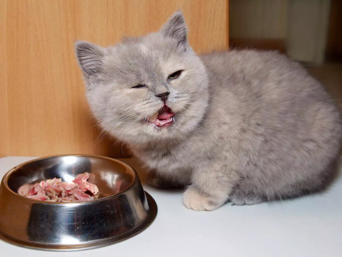 Comment enseigner un chaton pour sécher la poupe? Et s'il ne mange pas de nourriture? Pourquoi le chaton veut-il manger de la nourriture sèche? 11870_7