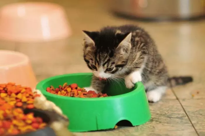 Ako naučiť mačiatko na suché prísne? Čo ak neje jedlo? Prečo mačiatko chce jesť suché jedlo? 11870_8