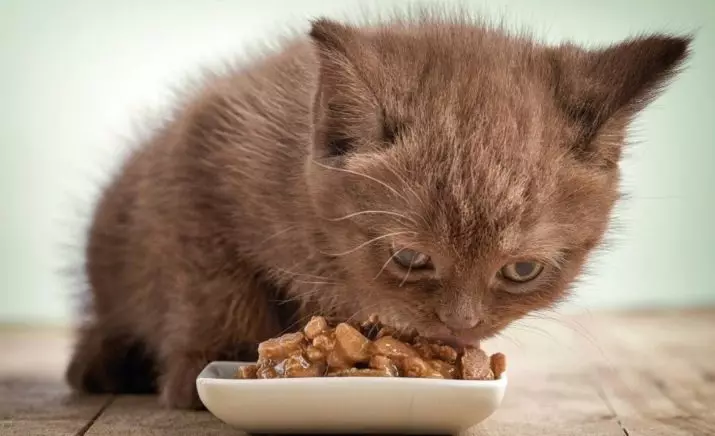 Je možné krmit kotě pouze suché krmivo? Výhody a nevýhody krmení suchých potravin. Je možné dát mu jednu mokré jídlo? 11874_14