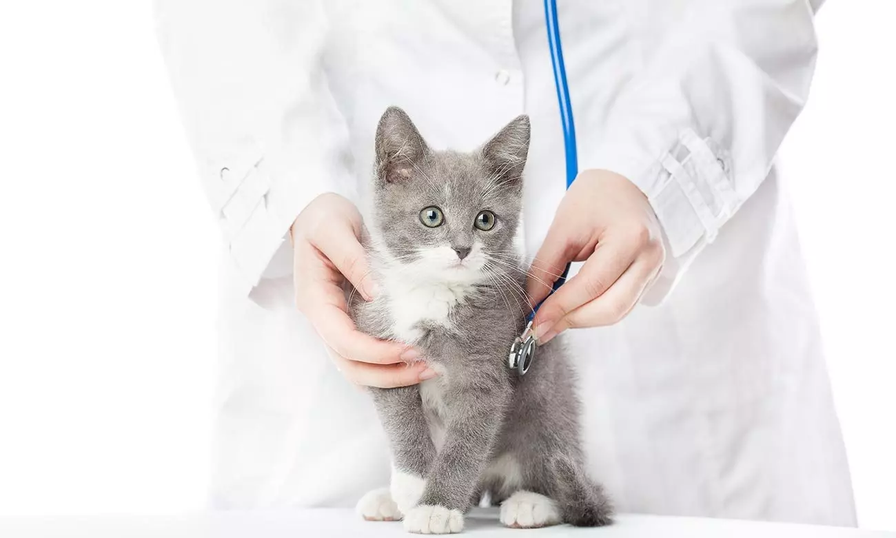 子猫のみの乾いた飼料を養うことは可能ですか？乾燥食品を供給するプロと短所。彼に1つの濡れた食べ物を与えることは可能ですか？ 11874_16