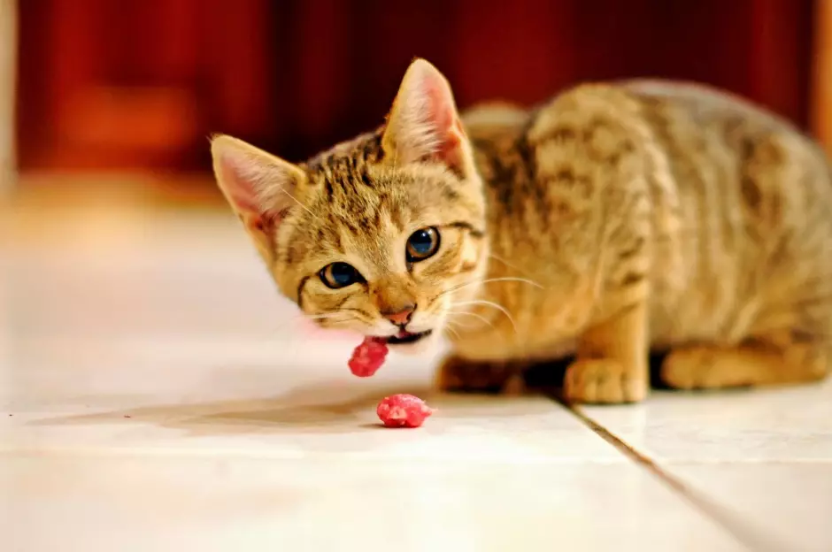 子猫のみの乾いた飼料を養うことは可能ですか？乾燥食品を供給するプロと短所。彼に1つの濡れた食べ物を与えることは可能ですか？ 11874_6