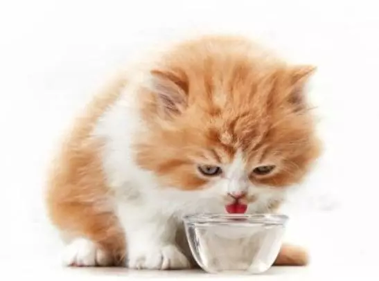 Мога ли да се хранят котката само суха храна? Плюсове и минуси на хранене на суха храна. Мога ли да му даде мокра храна? 11874_7