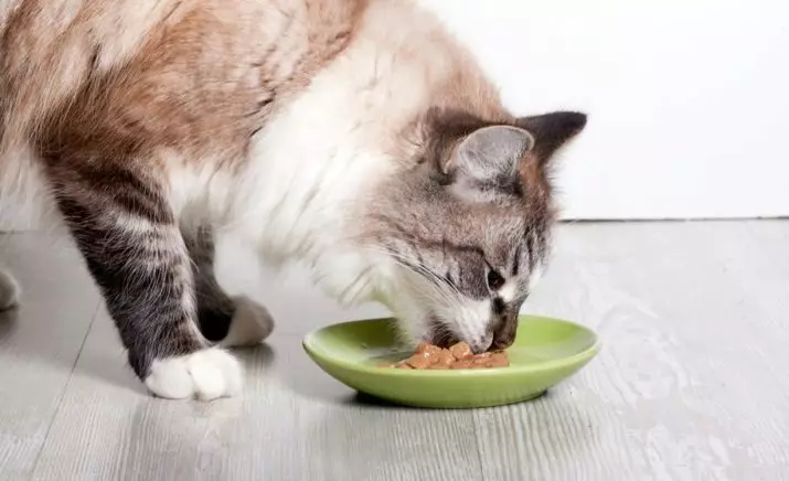 Šta da nahrani mačka? Kako nahraniti mačku? Zašto on jede sirovog krompira? Da li mačke jedu kašu? Ono što se ne može dati mačke? Savjeti veterinara 11876_14