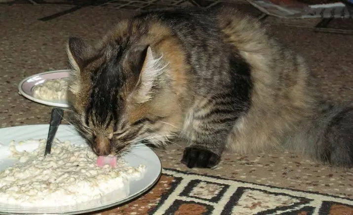 बिल्ली को क्या खिलाना है? एक बिल्ली कैसे खिलाना है? वह कच्चे आलू क्यों खाते हैं? क्या बिल्लियाँ दलिया खाते हैं? बिल्लियों को क्या नहीं दिया जा सकता है? पशु चिकित्सकों की युक्तियाँ 11876_25
