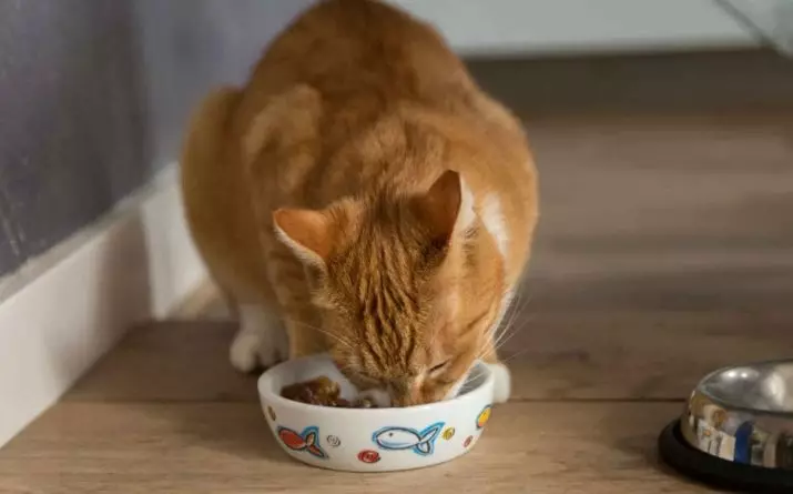 Vad matar katten? Hur matar man en katt? Varför han äter rå potatis? Gör katter äta gröt? Vad kan inte ges katter? Tips av veterinärer 11876_3