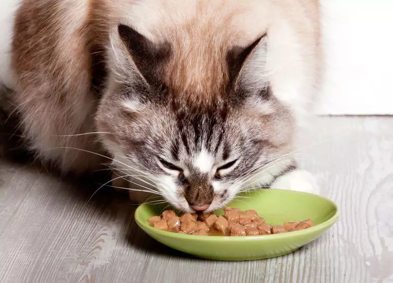 Муурыг юу тэжээх вэ? Муур хэрхэн хооллох вэ? Тэр яагаад түүхий төмс иддэг вэ? Муур нь будаа иддэг үү? Муур өгөх боломжгүй юу вэ? Мал эмнэлгийн зөвлөмжүүд 11876_32