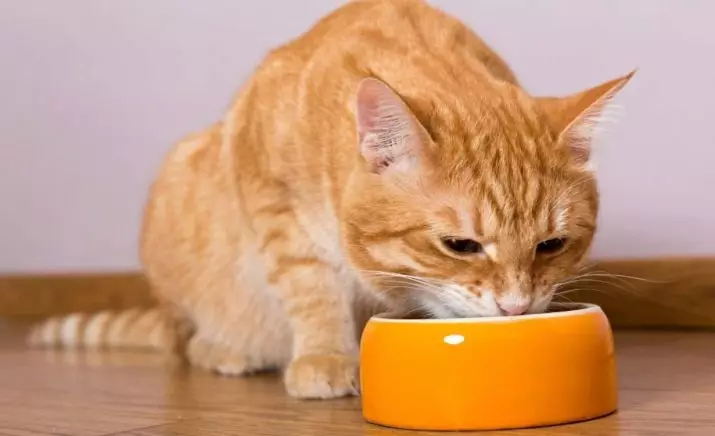 Ko barot ar kaķi? Kā barot kaķi? Kāpēc viņš ēd neapstrādātas kartupeļus? Vai kaķi ēd putru? Ko nevar piešķirt kaķiem? Veterināru padomi 11876_45