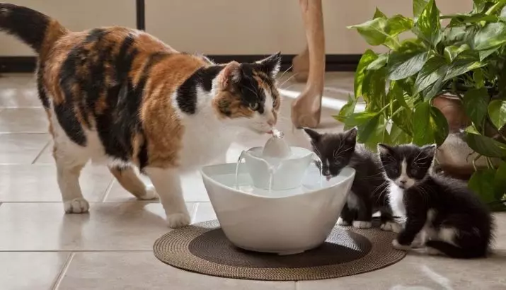 Apa yang akan memberi makan kucing? Bagaimana cara memberi makan kucing? Kenapa dia makan kentang mentah? Apakah kucing makan bubur? Apa yang tidak bisa diberikan kucing? Tips Veterinars. 11876_46