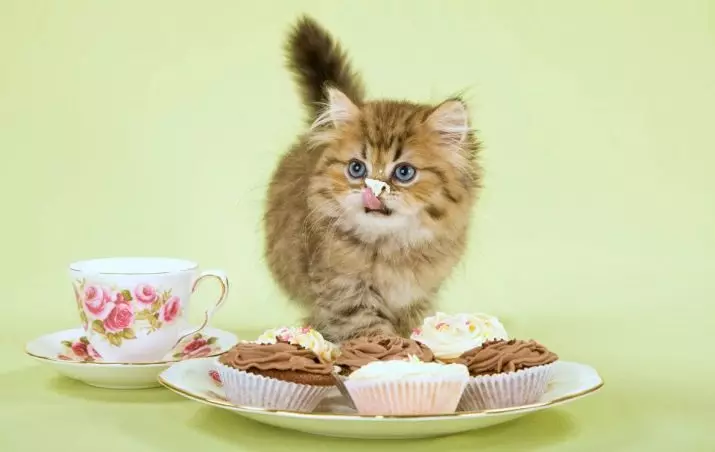 Cosa nutrire il gatto? Come nutrire un gatto? Perché mangia patate crude? I gatti mangiano il porridge? Cosa non può essere dato gatti? Suggerimenti di veterinars. 11876_49