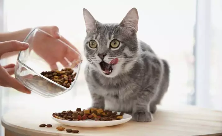 Муурыг юу тэжээх вэ? Муур хэрхэн хооллох вэ? Тэр яагаад түүхий төмс иддэг вэ? Муур нь будаа иддэг үү? Муур өгөх боломжгүй юу вэ? Мал эмнэлгийн зөвлөмжүүд 11876_5