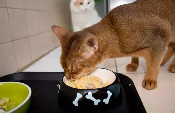 Шта да нахраним мачку? Како нахранити мачку? Зашто једе сирове кромпир? Да ли мачке једу кашу? Шта се не могу дати мачкама? Савети ветеринара 11876_51