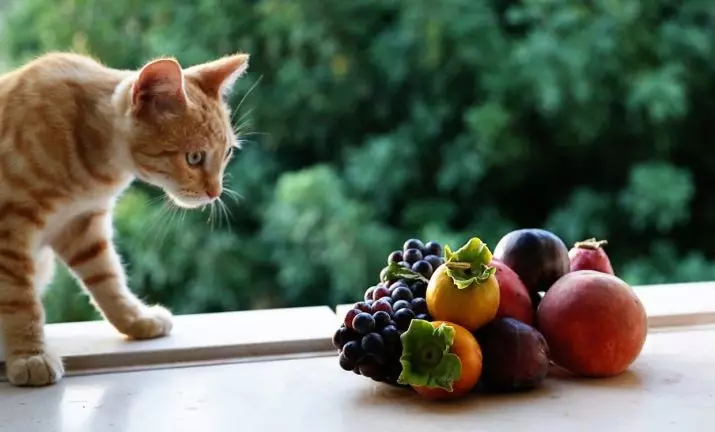 Que alimentar o gato? Como alimentar a un gato? Por que come as patacas crúas? ¿Comezar gatos? Que non se poden dar gatos? Consellos de veterinarios 11876_56