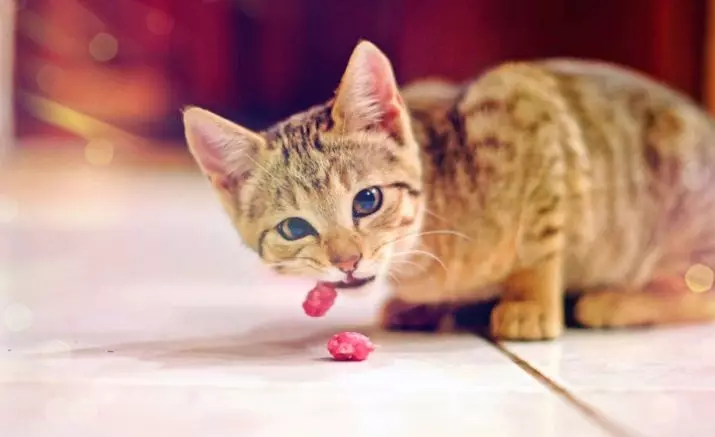 რა უნდა მიეტანა კატა? როგორ შესანახი კატა? რატომ ჭამს ნედლეული კარტოფილი? ნუ კატები ჭამა ფაფა? რა არ შეიძლება მოცემული კატა? ვეტერინების რჩევები 11876_7