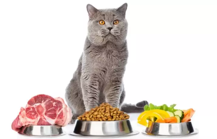 Que alimentar o gato? Como alimentar a un gato? Por que come as patacas crúas? ¿Comezar gatos? Que non se poden dar gatos? Consellos de veterinarios 11876_8