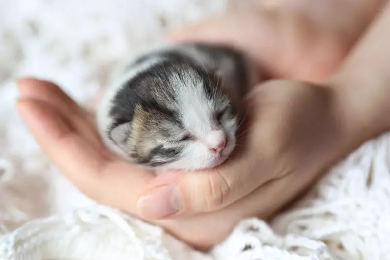 Újszülött Kittens (24 fotó): Hány nap születés után kinyitják a szemüket, és elkezdnek sétálni? Mennyibe kerül a cica? Gondozási szabályok