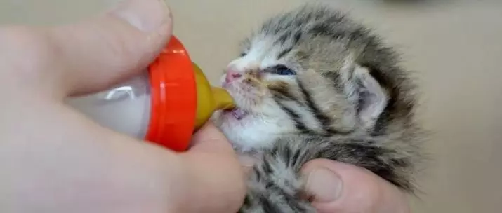 Nouveau-né chatons (24 photos): combien de jours après la naissance ils ouvrent les yeux et commencent à marcher? Combien pèse le chaton? Règles de soins 11879_12