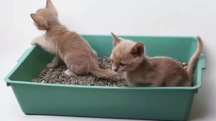 Նորածին kittens (24 լուսանկար). Ծննդյան քանի օր հետո նրանք բացում են իրենց աչքերը եւ սկսում քայլել: Որքան է կշռում կատուն: Խնամքի կանոններ 11879_18
