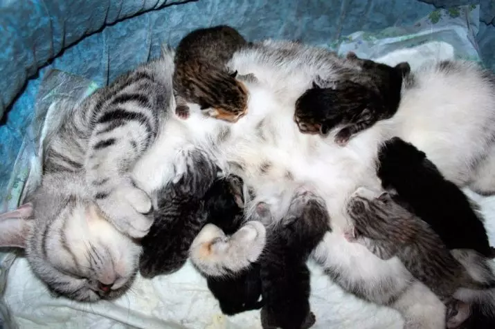 Newborn Kittens (24 foto's): Hoefolle dagen nei de berte iepenje se har eagen iepen en begjinne te rinnen? Hoefolle weaget it Kitten? Soarchgeregels 11879_2