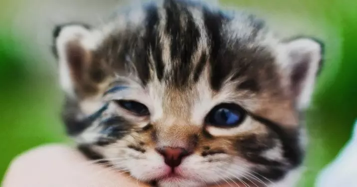 ახალშობილი კნუტები (24 ფოტო): რამდენი დღის შემდეგ დაბადებიდან ისინი გახსნიან თვალები და დაიწყე ფეხით? რა ღირს kitten წონა? ზრუნვის წესები 11879_3
