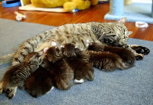 Kitten yang baru lahir (24 foto): Berapa hari setelah kelahiran mereka membuka mata mereka dan mulai berjalan? Berapa berat anak kucing itu? Aturan Perawatan 11879_5