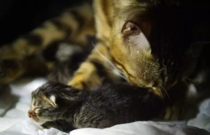 Newborn Kittens (24 argazki): jaiotzetik zenbat egunetara begiak ireki eta oinez hasten dira? Zenbat pisatzen du kitak? Arretako arauak 11879_7