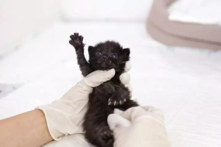 Kitten yang baru lahir (24 foto): Berapa hari setelah kelahiran mereka membuka mata mereka dan mulai berjalan? Berapa berat anak kucing itu? Aturan Perawatan 11879_8