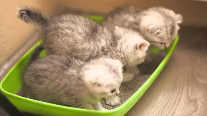 Kitten yang baru lahir (24 foto): Berapa hari setelah kelahiran mereka membuka mata mereka dan mulai berjalan? Berapa berat anak kucing itu? Aturan Perawatan 11879_9